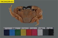 藏品(粗糙酋婦蟹)的圖片